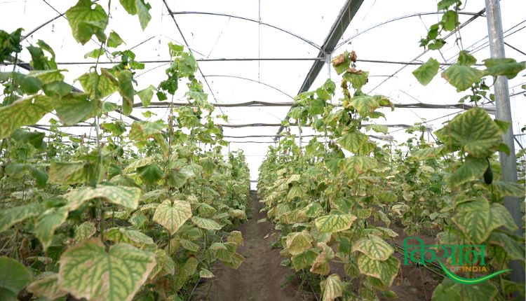 बीज रहित खीरे की खेती seedless cucumber farming