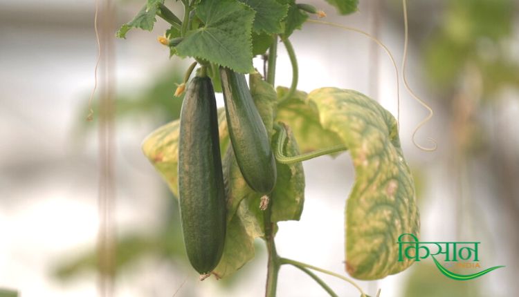 बीज रहित खीरे की खेती seedless cucumber farming