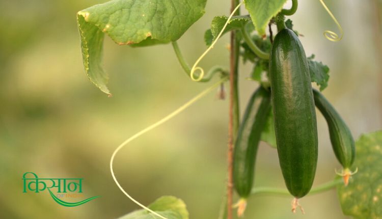 बीज रहित खीरे की खेती seedless cucumber farming