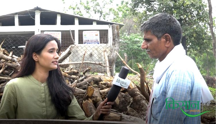 jaivik gur जैविक गुड़ organic jaggery