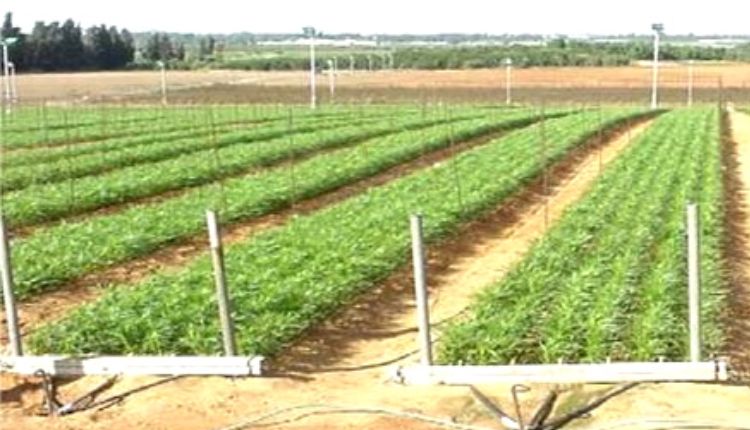drip irrigation and fertigation system