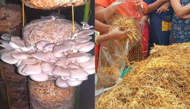 oyster mushroom farming in india ( मशरूम की खेती )