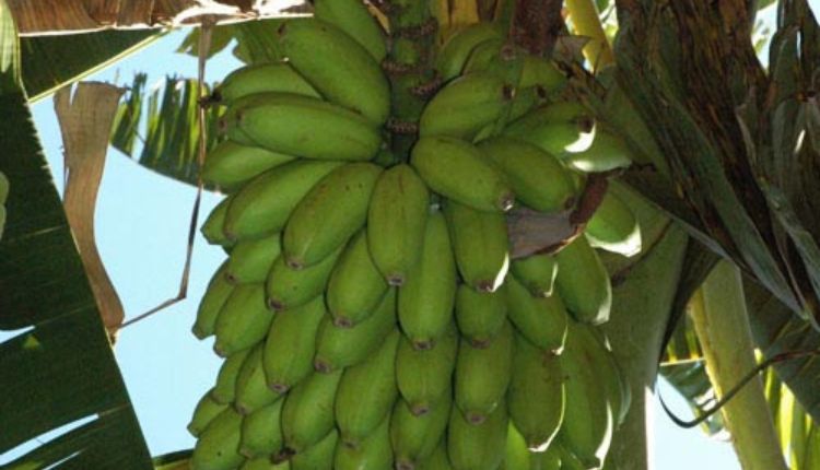 केले की खेती: जानिए कौन सी हैं केले की उन्नत किस्में (Banana Varieties), क्या है पैदावार और ख़ासियत