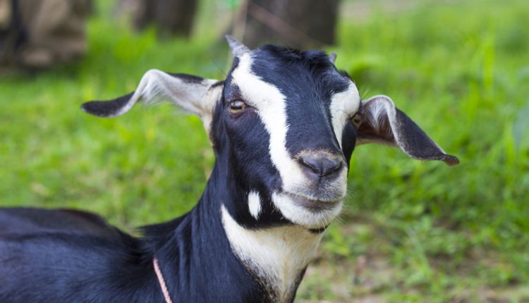 Goat rearing : Started with just three goats, 79% increase in income