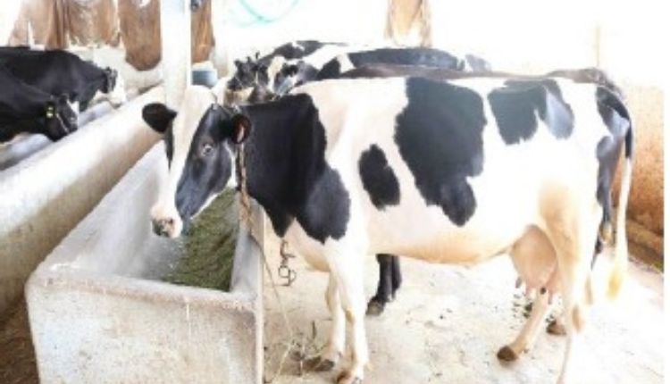 dairy business