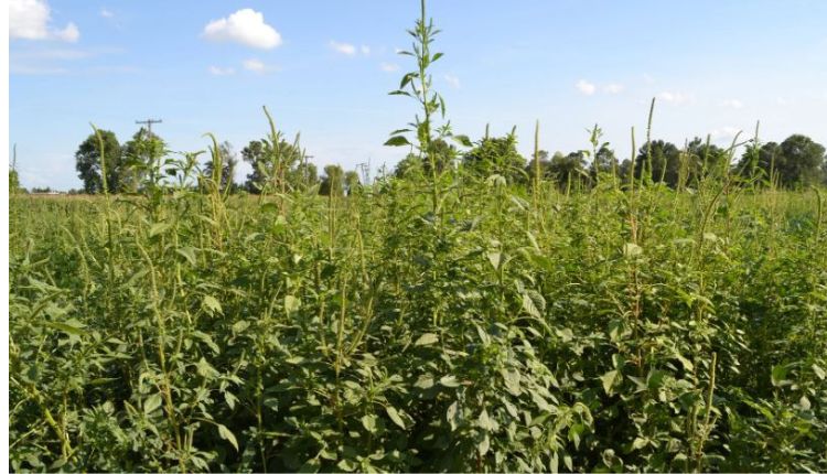 सोयाबीन की फसल खरपतवार weed management in soybean farming