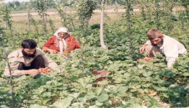 बागवानी मिशन की बदौलत जम्मू-कश्मीर का यह गाँव बना ‘स्ट्रॉबेरी विलेज’, 5 से 8 लाख रुपये पहुंची किसानों की आमदनी