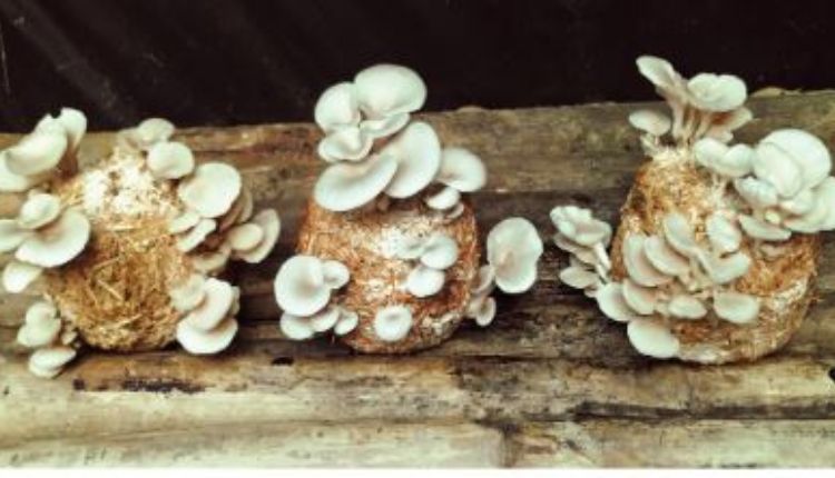 Blue Oyster Mushroom: जानिए ब्लू ऑयस्टर मशरूम की खेती करने का सरल तरीका और लागत-मुनाफ़े का गणित