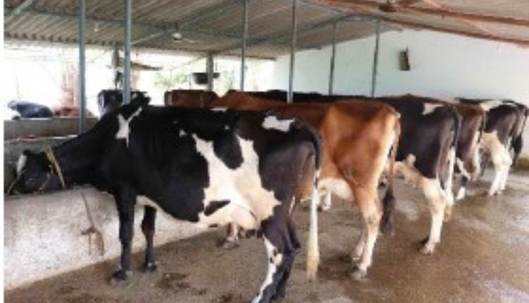 dairy business