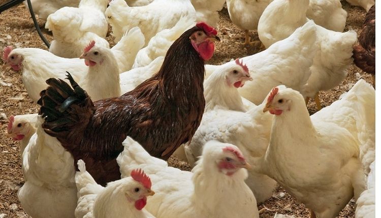 मुर्गी पालन व्यवसाय poultry farming business 