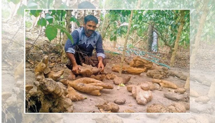 मिश्रित खेती mixed farming tuber man of kerela shaji NM