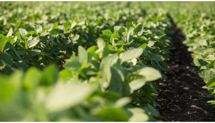 सोयाबीन की फसल खरपतवार weed management in soybean farming