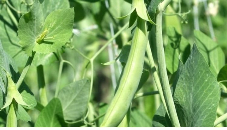 Advanced variety of peas developed for hilly areas