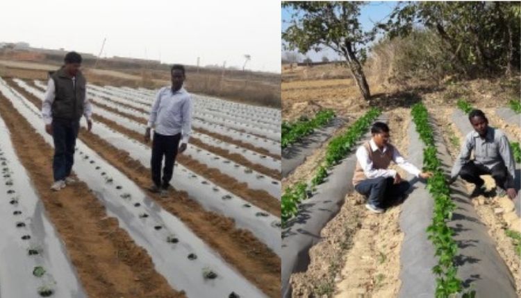 सब्जियों की खेती vegetable farming