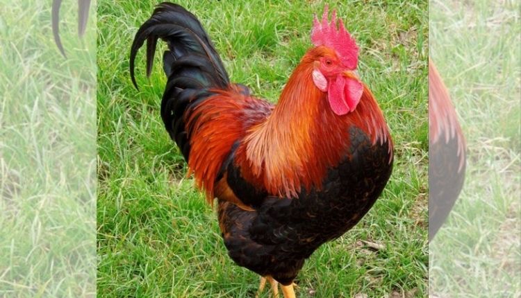 Poultry Farming: मुर्गी पालन व्यवसाय