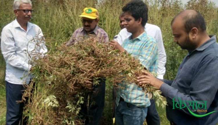 अरहर की फसल पर लगने वाले हानिकारक कीटों की कैसे करें रोकथाम? जानिए विशेषज्ञ डॉ. आर.पी. सिंह से