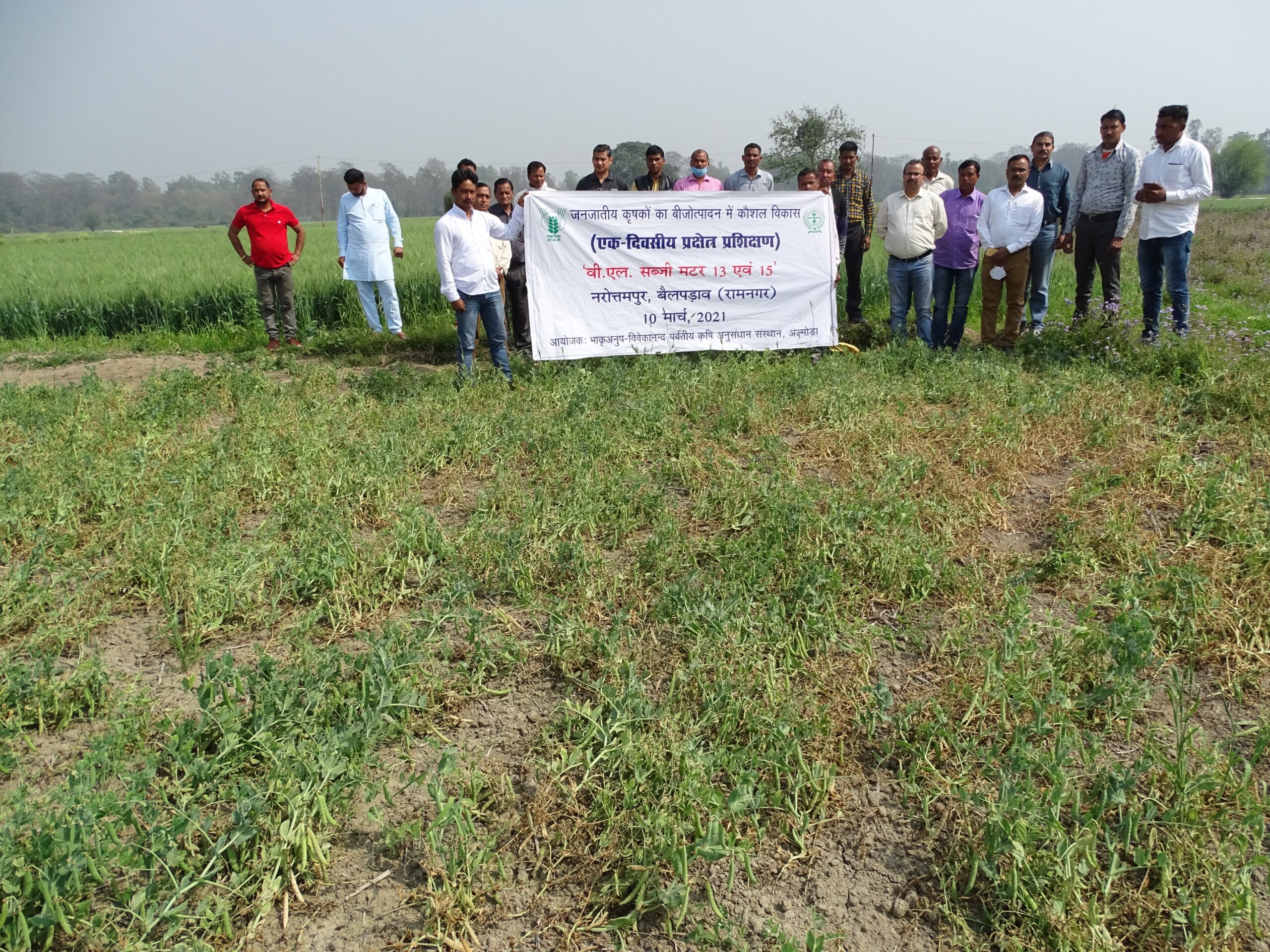 मटर की उन्नत किस्म pea farming pea varieties