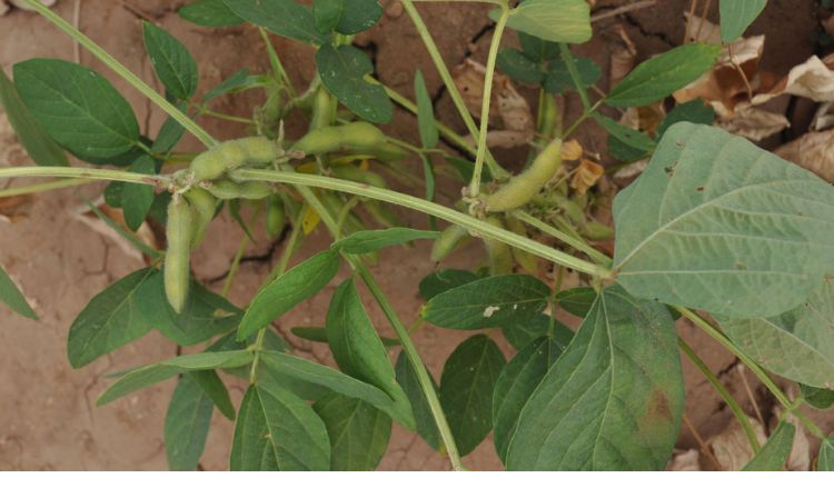 सोयाबीन की फसल खरपतवार weed management in soybean farming