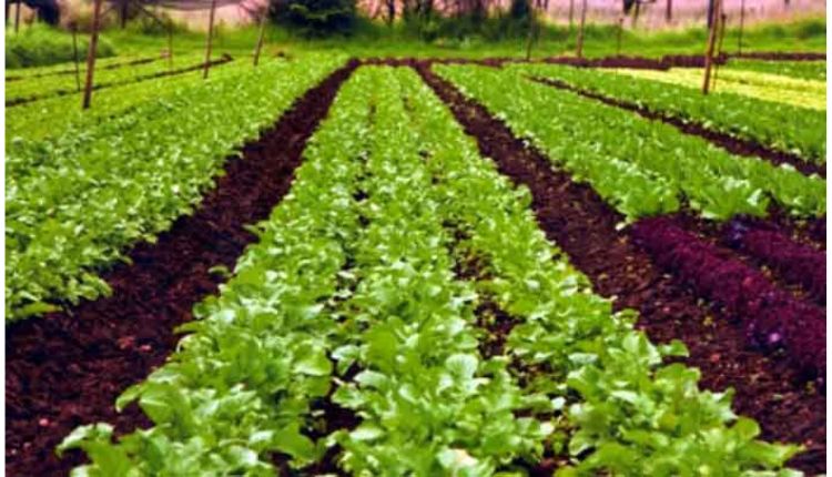 आधुनिक खेती में 3 फसल पैटर्न अपनाकर कैसे अमरजीत कौर बनी सफल किसान, जानिए किन बातों का रखती हैं ध्यान