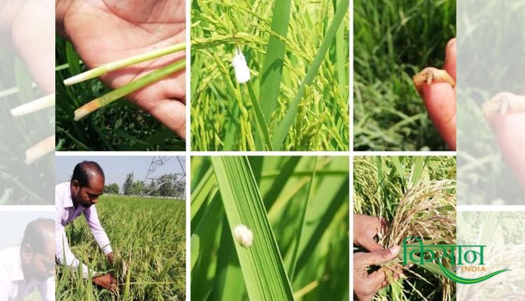 dhan ki Fasal धान की फसल Paddy Farming