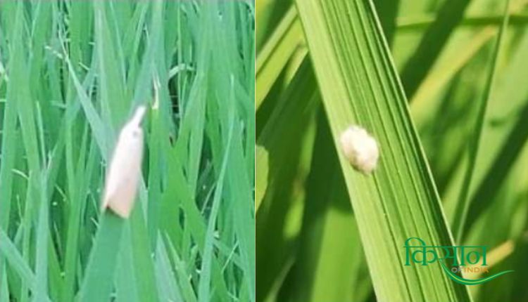 dhan ki Fasal धान की फसल Paddy Farming