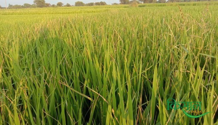 dhan ki Fasal धान की फसल Paddy Farming