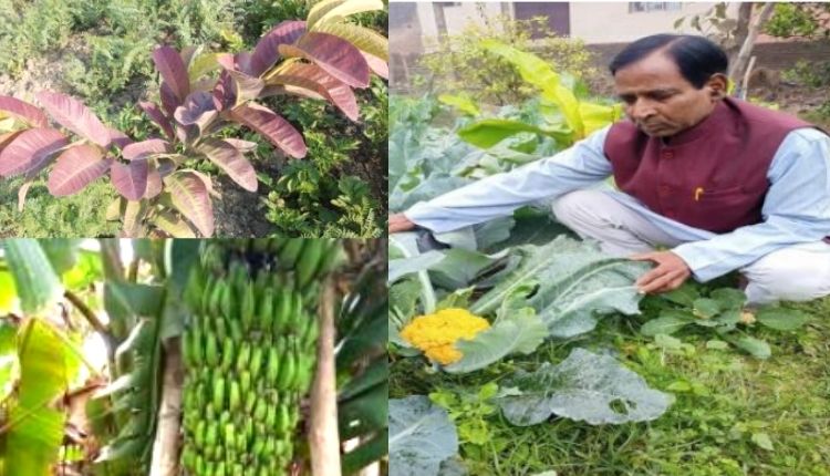 न्यूट्रिशनल किचन गार्डन nutritional kitchen garden