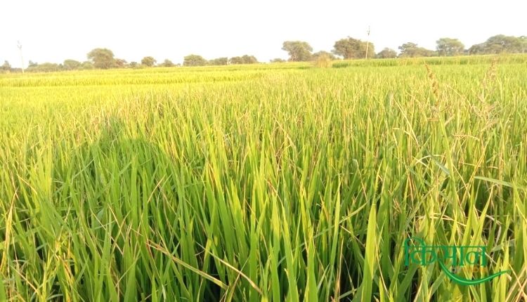धान की फसल में लगने वाले प्रमुख रोगों paddy farming pests