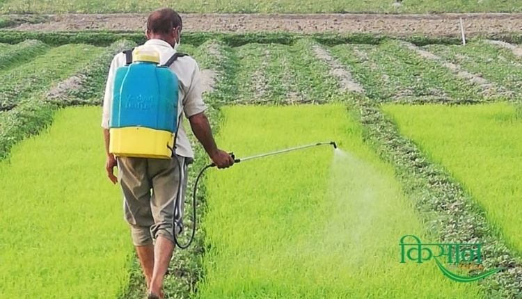 धान की फसल में लगने वाले प्रमुख रोगों paddy farming pests