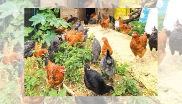 Poultry Farming: मुर्गी पालन व्यवसाय