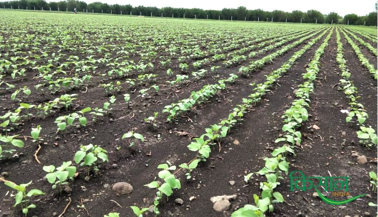 सोयाबीन की खेती soybean farming सोयाबीन की उन्नत किस्में