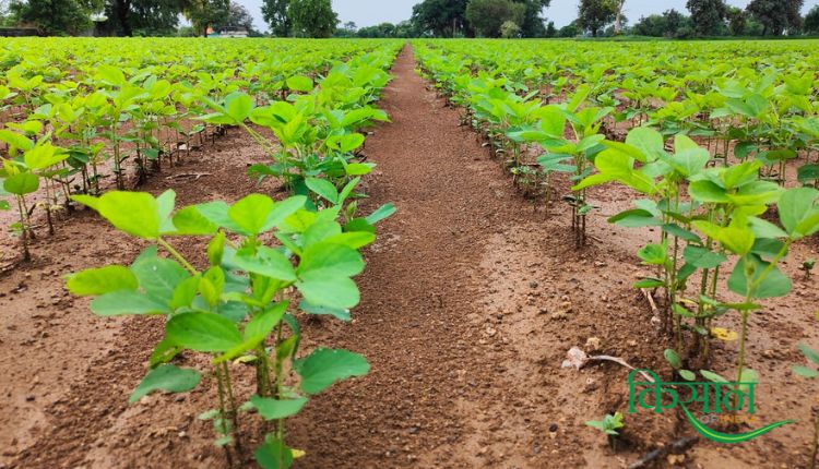 सोयाबीन की खेती soybean farming सोयाबीन की उन्नत किस्में