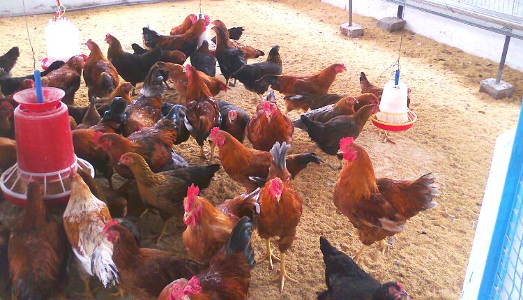 मुर्गी पालन व्यवसाय poultry farming business