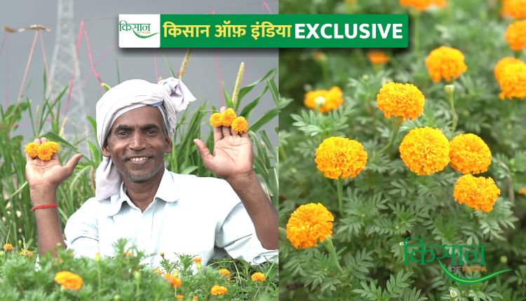 गेंदे के फूल की खेती marigold farming genda phool ki kheti