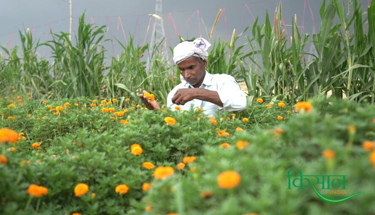 गेंदे के फूल की खेती marigold farming genda phool ki kheti