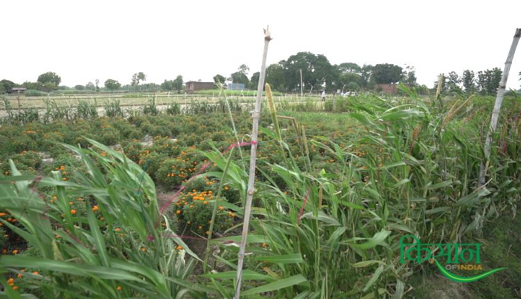 गेंदे के फूल की खेती marigold farming genda phool ki kheti