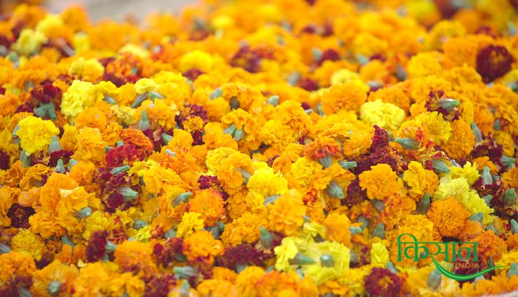 गेंदे के फूल की खेती marigold farming genda phool ki kheti