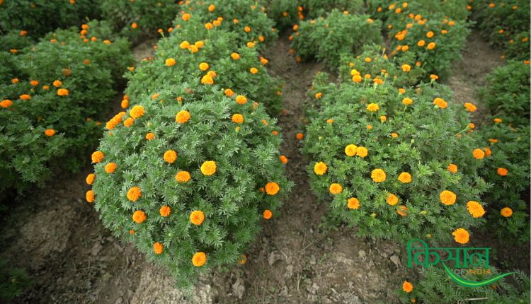 गेंदे के फूल की खेती marigold farming genda phool ki kheti