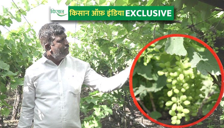 अंगूर की खेती grapes farming