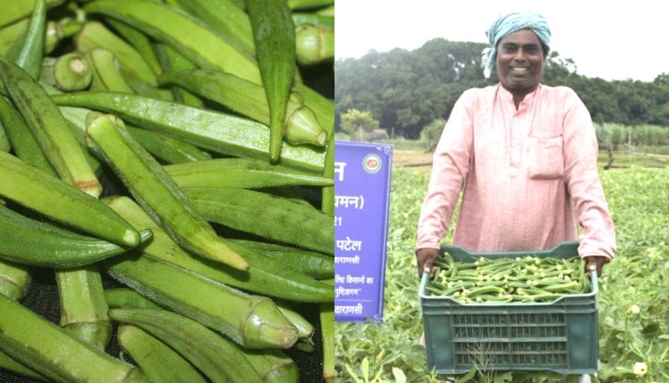 भिंडी की खेती भिंडी की उन्नत किस्म lady finger varieties