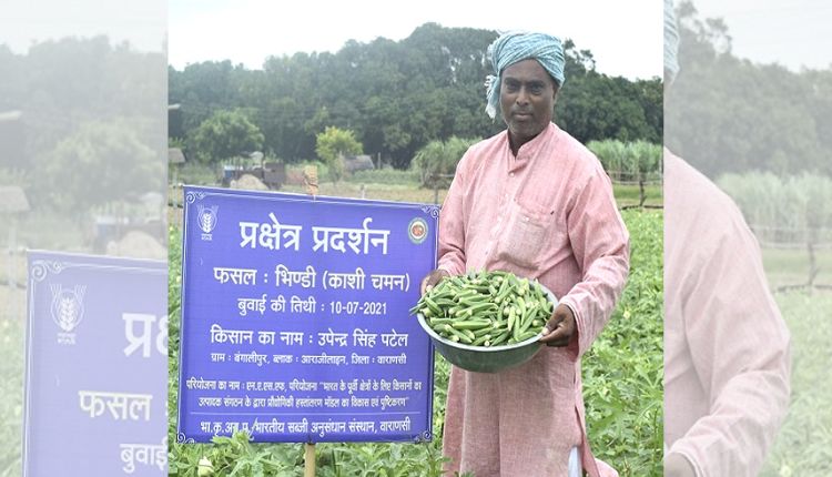 Okra Farming