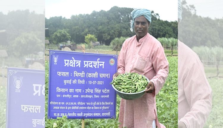 भिंडी की खेती भिंडी की उन्नत किस्म lady finger varieties kashi chaman काशी चमन