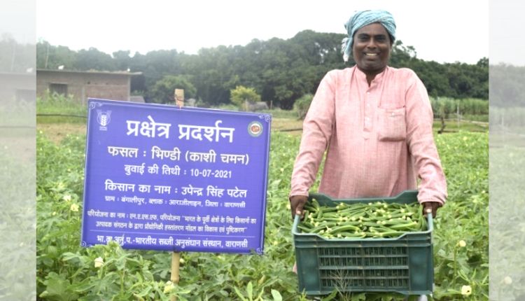 भिंडी की खेती भिंडी की उन्नत किस्म lady finger varieties kashi chaman काशी चमन