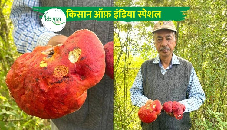 red mushroom nainital लाल मशरूम नैनीताल