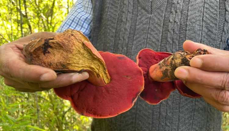 red mushroom nainital लाल मशरूम नैनीताल