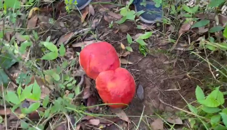 red mushroom nainital लाल मशरूम नैनीताल