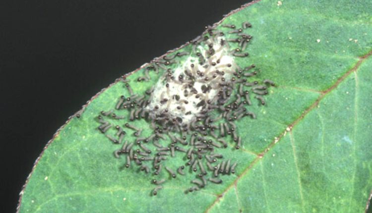 फसलों को फॉल आर्मीवर्म (Fall Armyworm) 