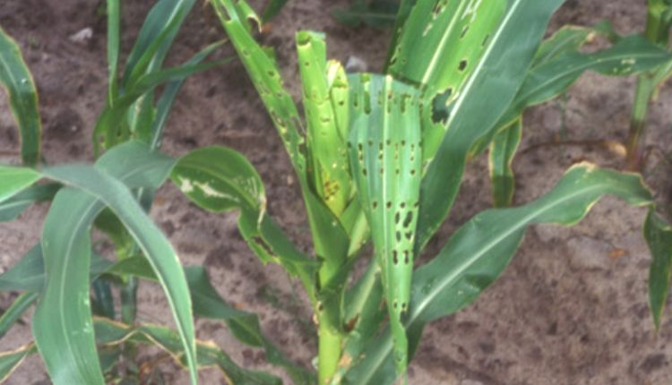 फसलों को फॉल आर्मीवर्म (Fall Armyworm) 