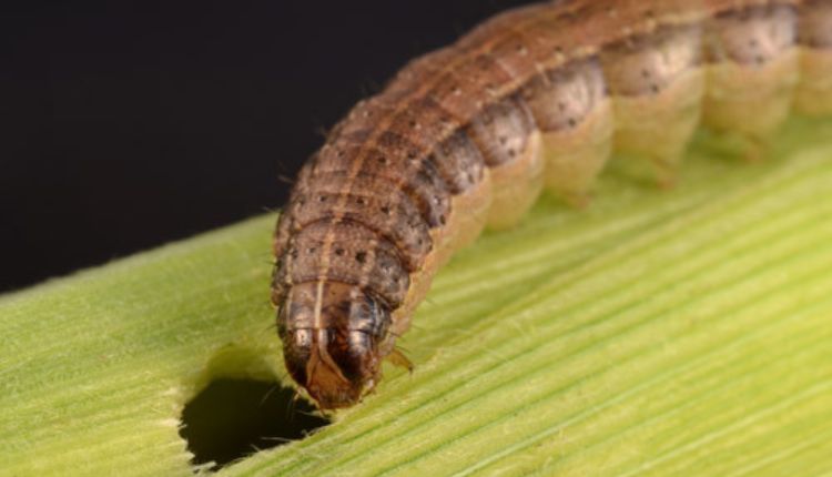 फसलों को फॉल आर्मीवर्म (Fall Armyworm) 