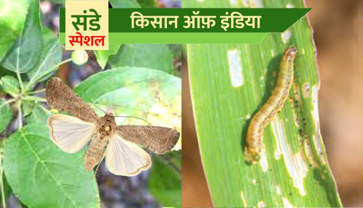 फसलों को फॉल आर्मीवर्म (Fall Armyworm)